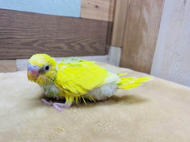 模様が少なめかな？イエロー×グリーンが綺麗なセキセイインコ