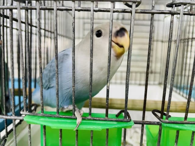 コザクラインコ（小桜インコ）