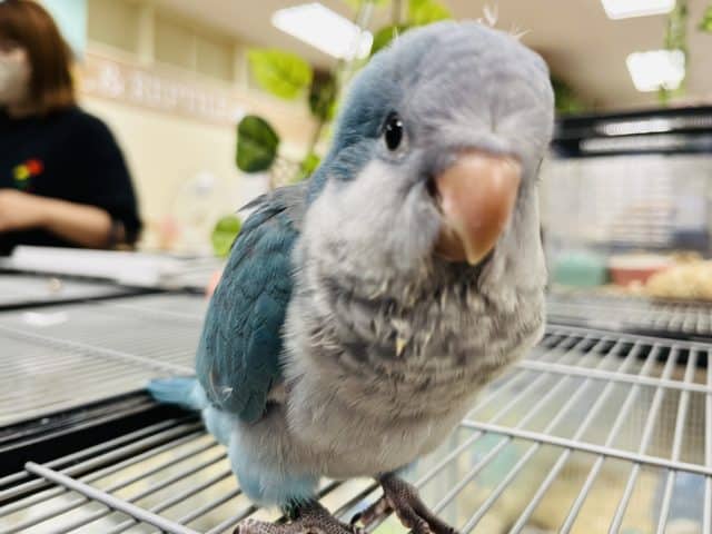 オキナインコ