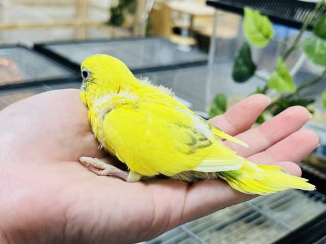 セキセイインコ