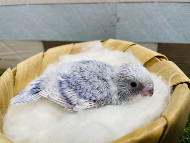 明るいブルーの優しい色合いのヒナさん！セキセイインコのスパングルカラー！