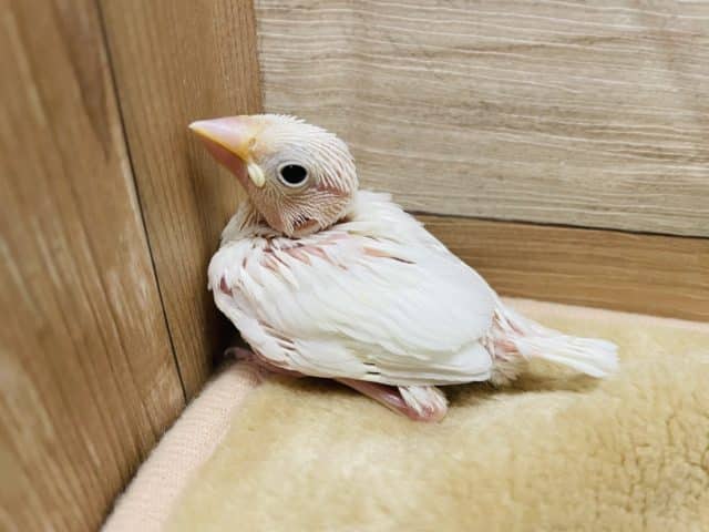 ヒナヒナな美白さん入舎です！白文鳥！