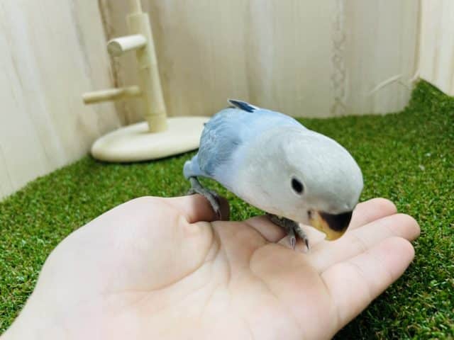 コザクラインコ（小桜インコ）