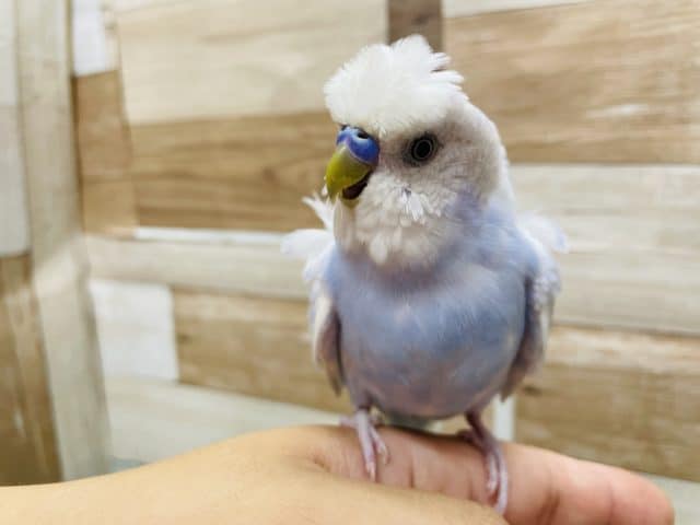 羽衣セキセイインコ