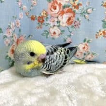 セキセイインコ  レインボーモーヴ  9/24