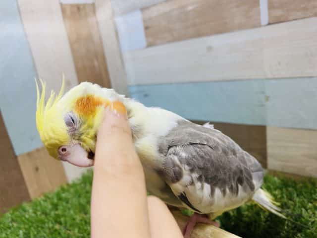 オカメインコ