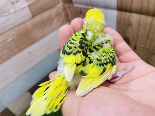 セキセイインコ