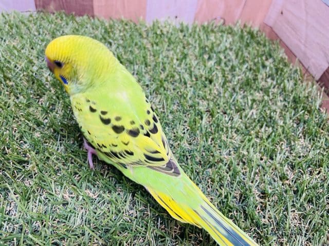 セキセイインコ