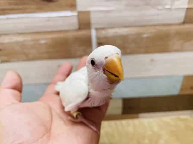 コザクラインコ（小桜インコ）