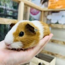 ‪☆期間限定‪☆モルモットフェア開催中！！