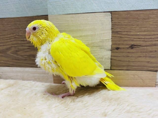 セキセイインコ