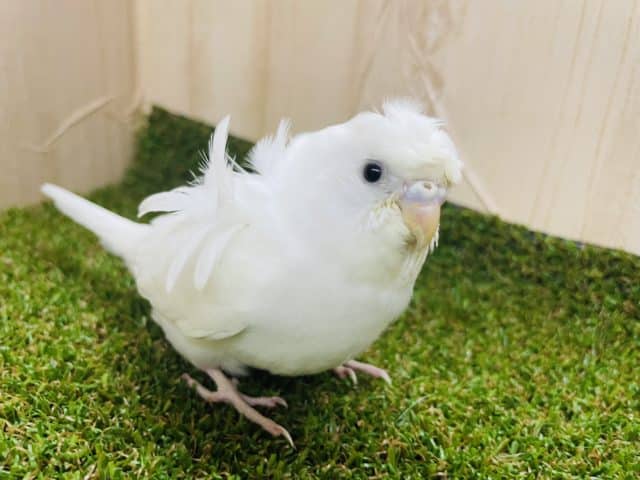 🤍天使の羽が生えてる？？🤍　羽衣セキセイインコ　ダブルファクター