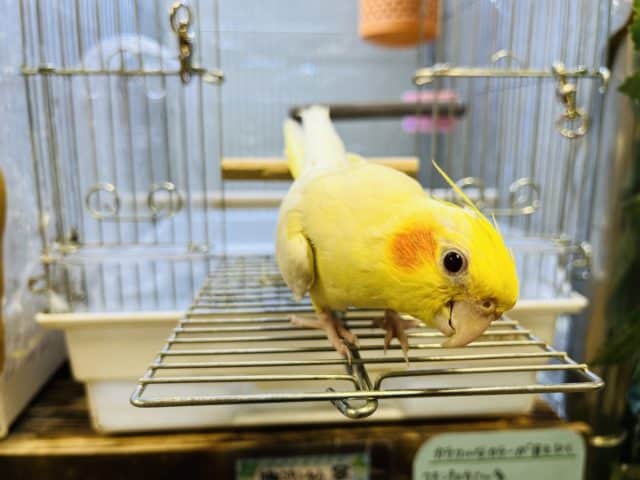 オカメインコ