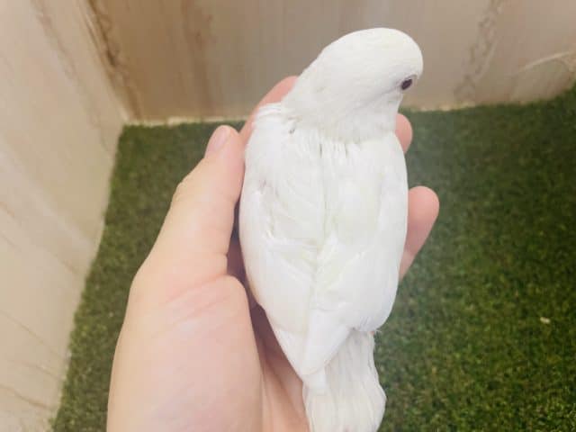 コザクラインコ（小桜インコ）