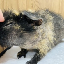 野菜もなでなでも大好き！おっとりボーイ‪☆スキニーギニアピッグウェアウルフ(男の子)