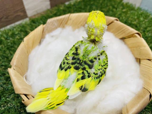 セキセイインコ