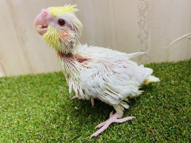 オカメインコ