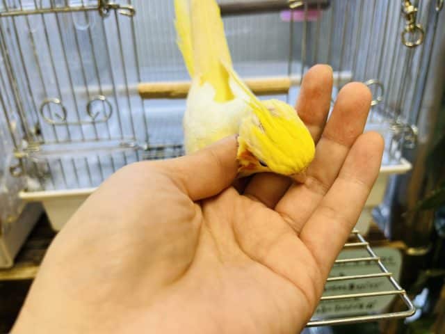 オカメインコ