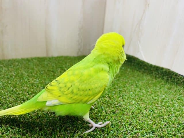 セキセイインコ