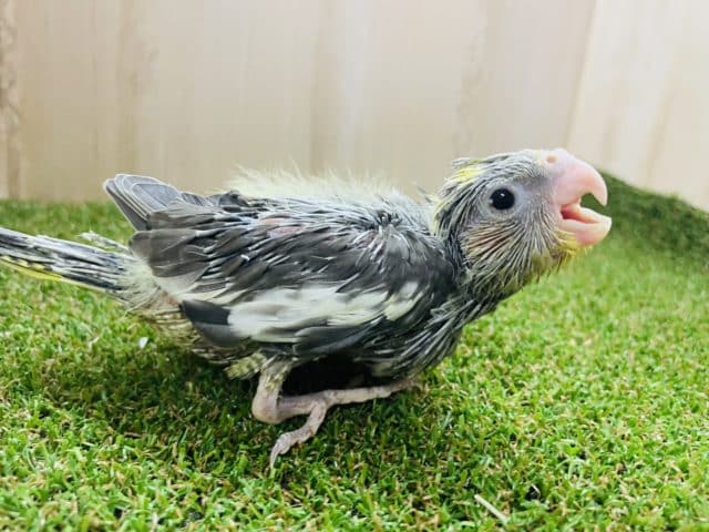 オカメインコ