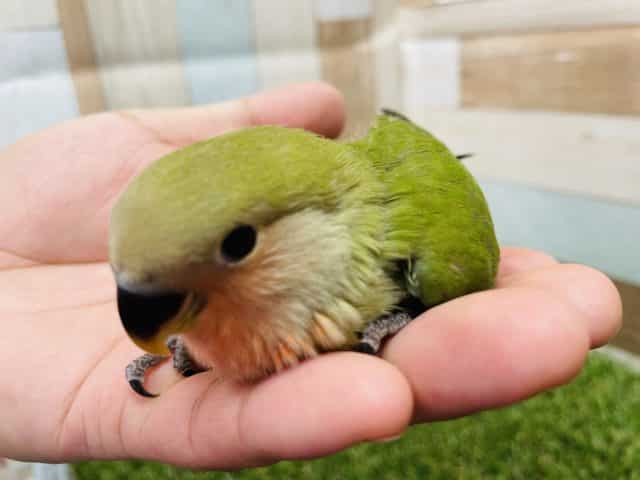 コザクラインコ（小桜インコ）