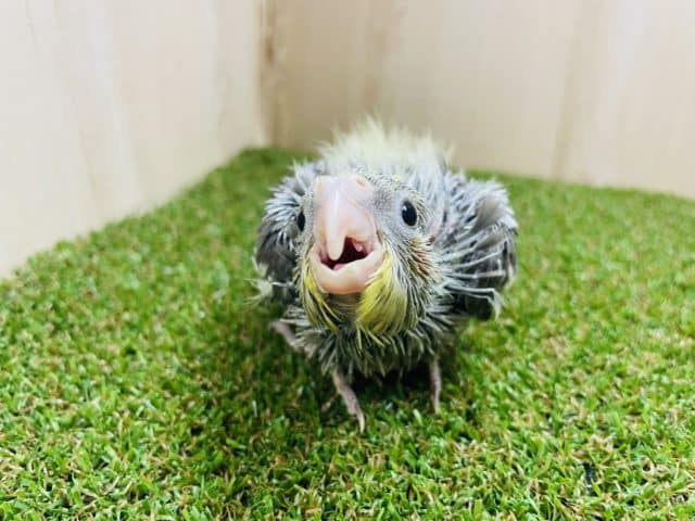 オカメインコ