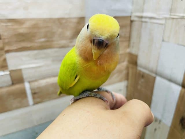 コザクラインコ（小桜インコ）