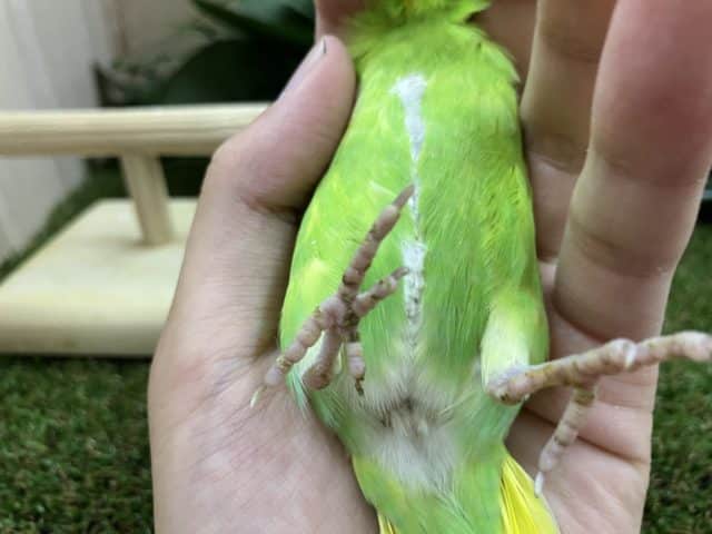 セキセイインコ