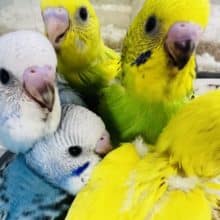 セキセイインコスペシャルフェア開催中