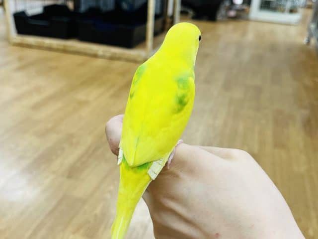 セキセイインコ