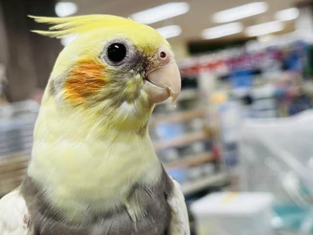 メロメロ要注意♡♡オカメインコ(パイド)