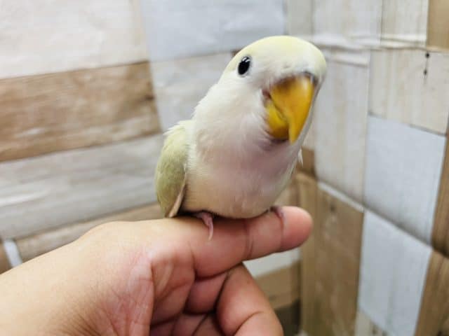 コザクラインコ（小桜インコ）