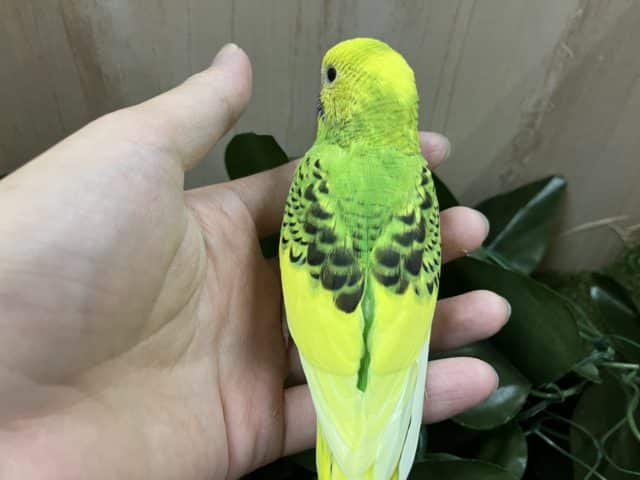 セキセイインコ