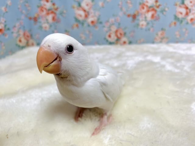 コザクラインコ　クリームイノ.* 。〇　9月14日