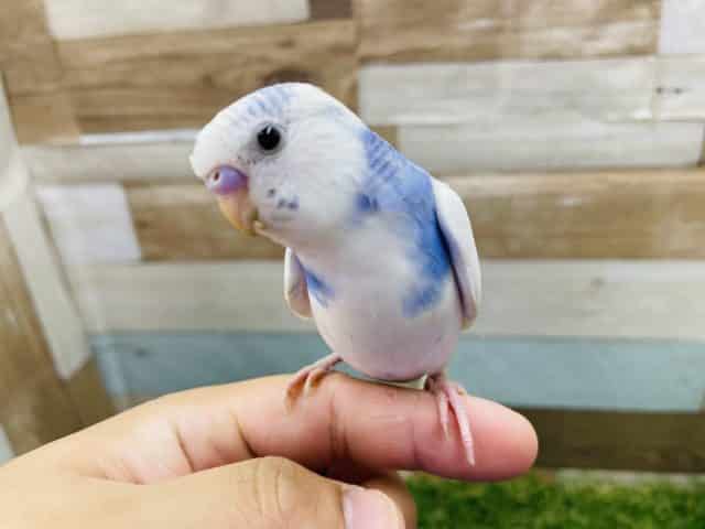 最新画像有り☆白が多めの可愛いヒナさん！セキセイインコのパイドカラー！