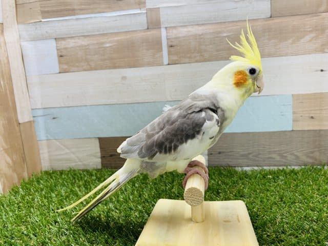 オカメインコ