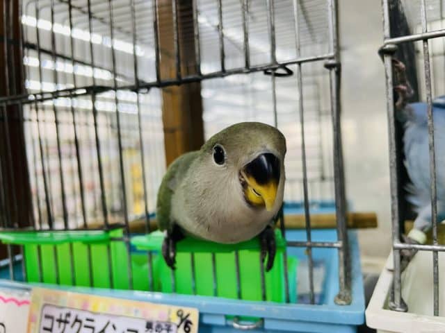 コザクラインコ（小桜インコ）