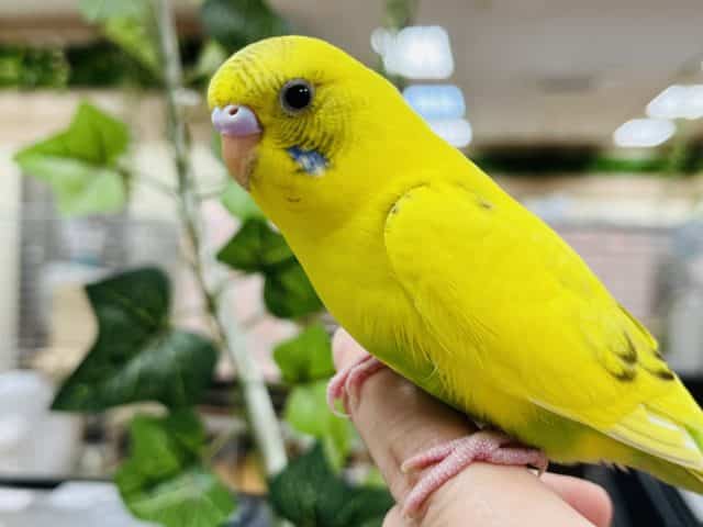 セキセイインコ