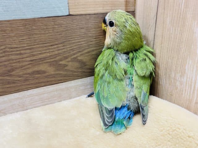 コザクラインコ（小桜インコ）