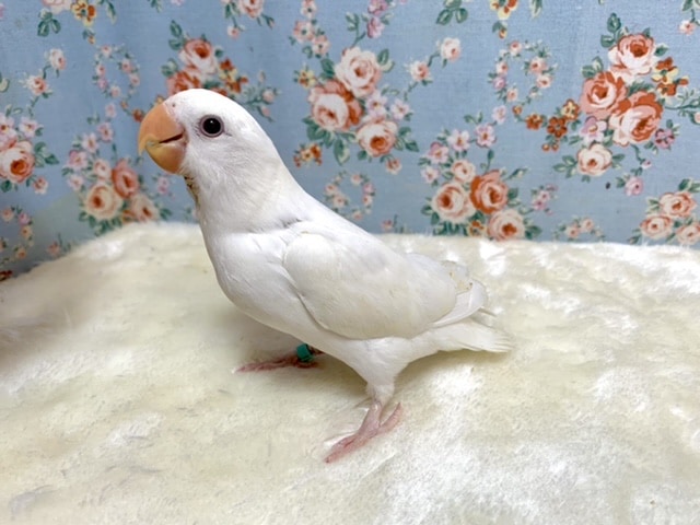 コザクラインコ（小桜インコ）