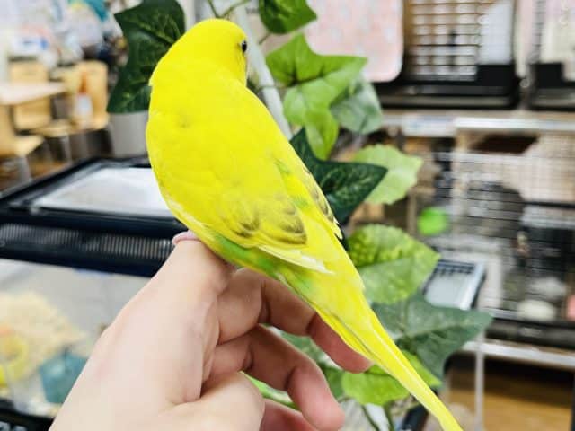 セキセイインコ