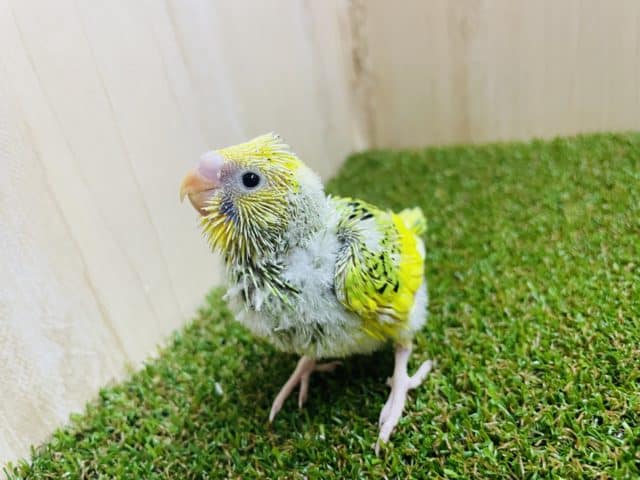 セキセイインコ