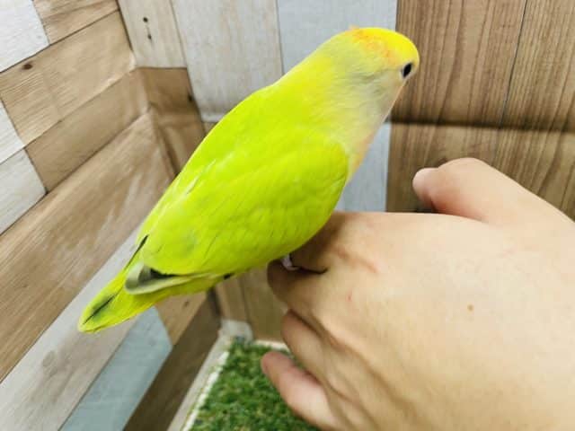 コザクラインコ（小桜インコ）