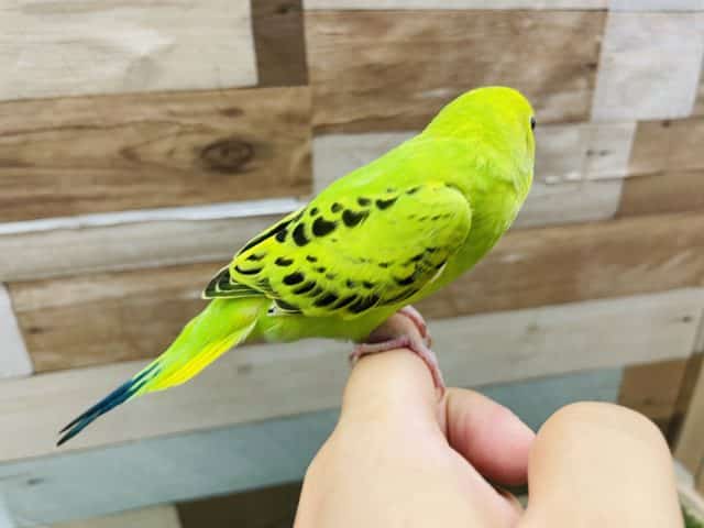 セキセイインコ