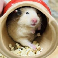 【小山店限定】ハムちゃんイベント開催中‪☆★‪☆