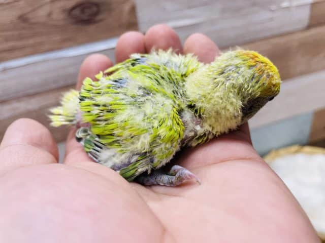 コザクラインコ（小桜インコ）