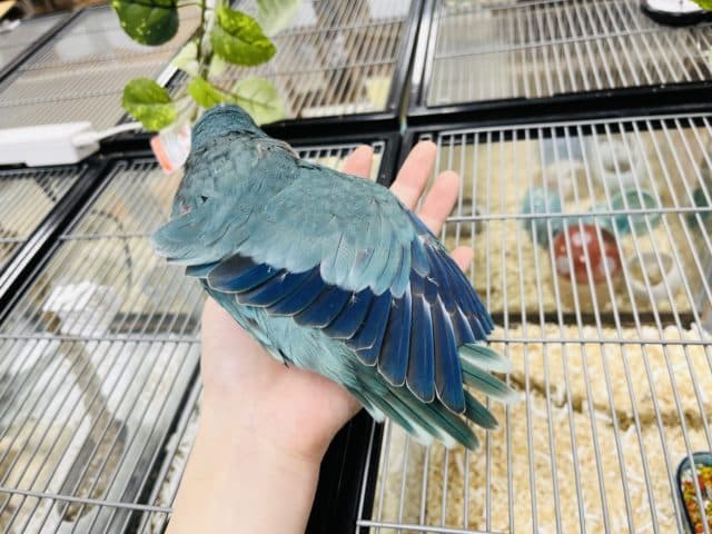 オキナインコ