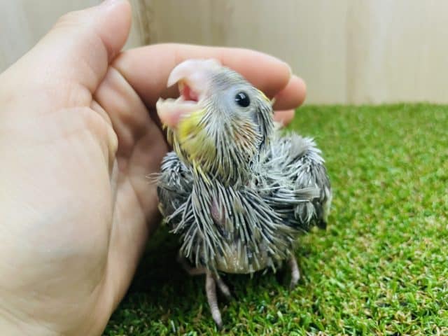 オカメインコ