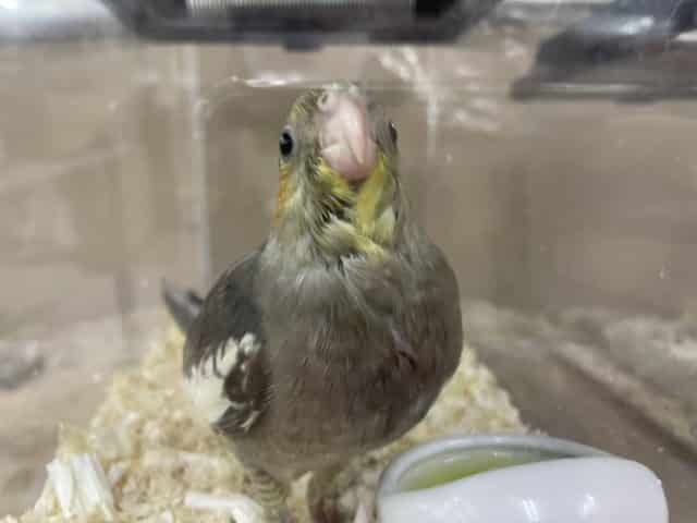 オカメインコ