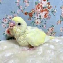 セキセイインコ　クリーム　🍋🍇　9月15日